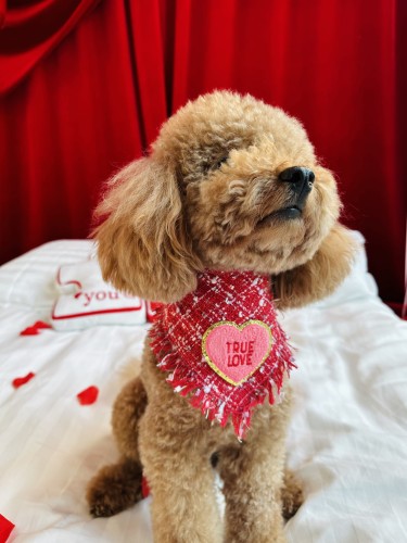 Chusta True Love Coco z tweedu z pluszowym serduszkiem na psie rasy pudel toy