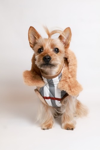 Aura Royal – pikowana kurtka dla psa z odpinanym kapturem i beżowym futerkiem, widok od przodu. / Aura Royal quilted dog jacket with detachable hood and beige faux fur, front view.