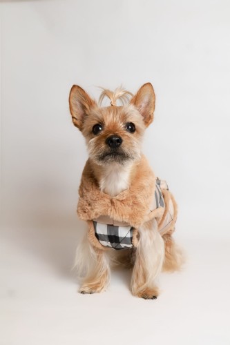 Bristol Royal na psie – przód: kołnierz z beżowego futerka, kratka British, styl premium. / Dog wearing Bristol Royal: front view, beige faux fur collar, British check, premium style.