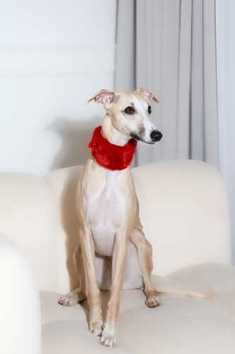 miekkie-futro-w-bordowej-obrozy-dla-charta-detal-komfort