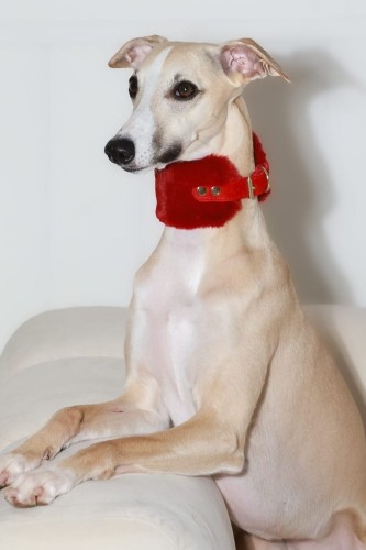 bordowa-futrzana-obroza-dla-charta-z-naturalnej-skory-i-okuciami-24k-zlota