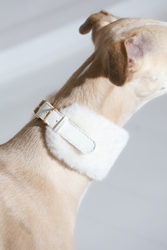 naturalna-skora-konstrukcyjna-w-kremowej-obrozy-dla-charta