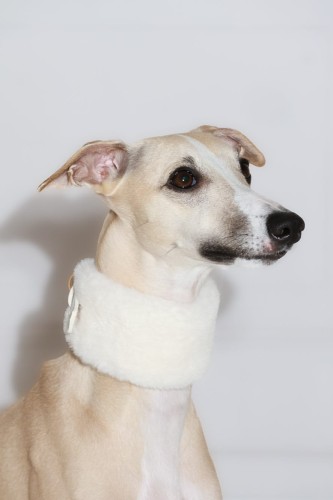 kremowa-futrzana-obroza-dla-charta-na-psie-luksusowy-look