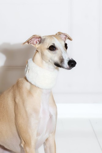 szeroka-konstrukcja-kremowej-obrozy-dla-charta-ochrona-szyi