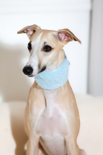 luksusowa-niebieska-obroza-futrzana-dla-charta-na-psie