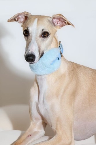 niebieska-futrzana-obroza-dla-charta-z-naturalnej-skory-i-okuciami-24k-zlota