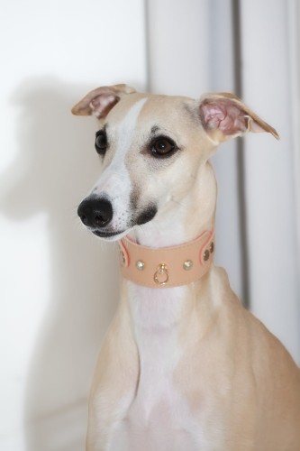 bezowa-skorzana-obroza-dla-charta-z-cyrkoniami-i-okuciami-24k-zlota