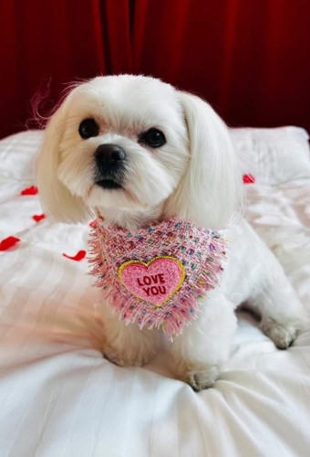 Tweedowa chusta dla psa Love You Coco w stylu quiet luxury na maltańczyku