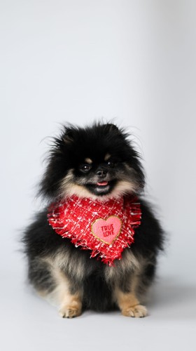 Luksusowa chusta dla psa z tweedu True Love Coco w kolorze czerwonym na pomeranianie