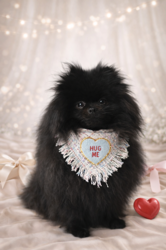 Chusta Hug Me Coco z tweedu z pluszowym serduszkiem na psie rasy pomeranian.PNG