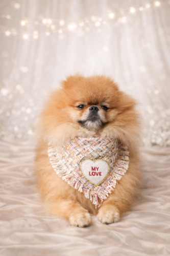 Chusta My Love Coco pastelowa z tweedu z pluszowym serduszkiem na psie rasy pomeranian.PNG