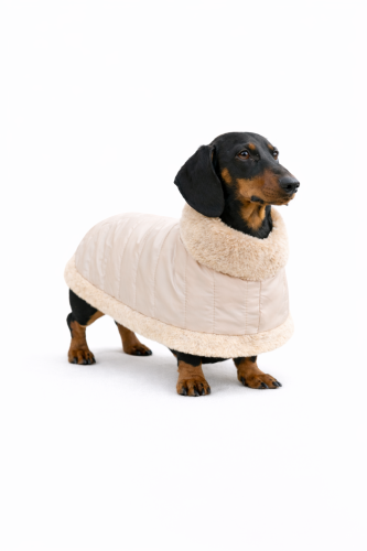 Jamnik w kremowej zimowej kurtce z futerkiem, ukazującej ciepły pikowany krój i komfort noszenia. Dachshund in a cream winter coat with fur trim, showing a warm quilted fit.