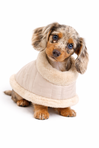 Przód jamnika w kremowej zimowej kurtce z futerkiem, pokazujący ochronę przed zimnem. Front view of a dachshund in a cream winter coat with fur trim.