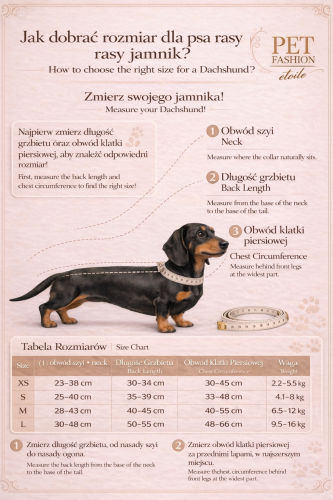 Instrukcja doboru rozmiaru dla jamnika z tabelą wymiarów oraz oznaczonymi punktami pomiaru szyi, grzbietu i klatki piersiowej.Dachshund size guide with a measurement chart and marked points for neck, back length, and chest circumference.