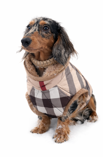 Jamnik w pikowanej zimowej kurtce premium w kratkę z miękkim futerkiem, zaprojektowanej dla ciepła i komfortu. Dachshund in a luxury quilted winter dog coat with soft fur trim.