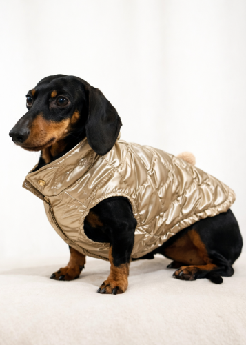Jamnik w szampańskim bezrękawniku Teddy z pikowanej tkaniny z jedwabiem, dopasowanym do sylwetki jamnika. Dachshund wearing the champagne Teddy quilted vest with silk blend, tailored for dachshund body shape.