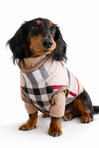 Jamnik w pikowanej zimowej kurtce premium w kratkę z miękkim futerkiem, zaprojektowanej dla ciepła i komfortu. Dachshund in a luxury quilted winter dog coat with soft fur trim