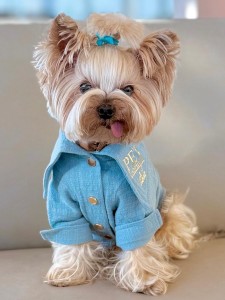 Figo – koszula dla psa lniana w kolorze niebieskim