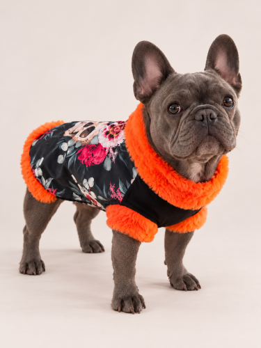 Pies w bluzie HALLOWEEN SKULL z pomarańczowym futerkiem i wzorem czaszek oraz kwiatów. Dog wearing the HALLOWEEN SKULL sweatshirt with orange faux-fur trim and a skull-and-floral print